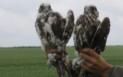 Sikeresen megtelepedett a ritka kerecsensólyom a Partiumban és a Bánságban