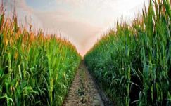 Sebestyén Mihály: Címeres ökörség