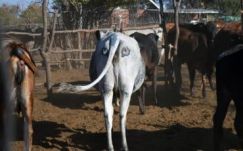 A szarvasmarhák tomporára festett szemekkel védekeznek az oroszlánok ellen