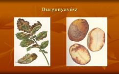 Küzdenek a burgonyavész ellen a Hargita megyei gazdák