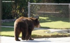 Kutyasétáltató férfit harapott össze egy medve Brassóban