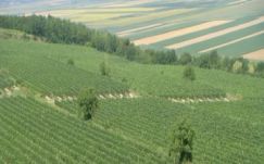 Krebsz János: Támogatott madárodúk