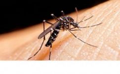 A második Zika-vírusos esetet regisztrálták Romániában