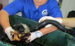 Szadista állatkínzó terrorizálja a Iași-i kutyákat