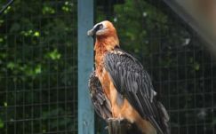 Rég nem látott dögevő tért vissza Romániába