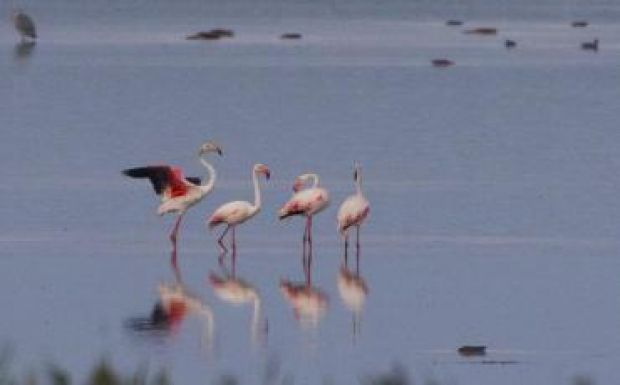 Rózsás flamingót fotóztak Romániában
