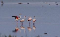 Rózsás flamingót fotóztak Romániában