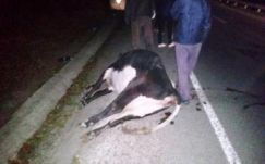 Tehénnel ütközött egy motoros Székelykeresztúron