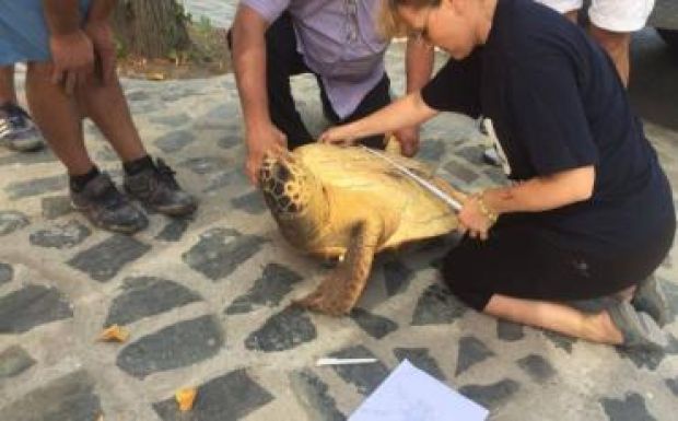 Tévedésből a román tengerparton kötött ki egy óriásteknős