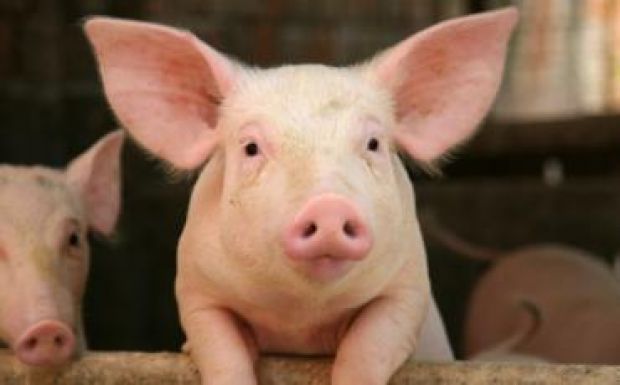 Ismét exportálhat élősertést az unióba Románia