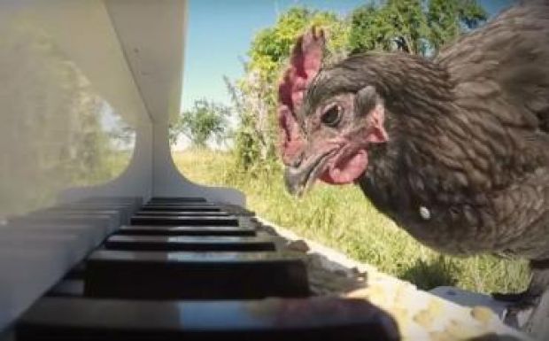 Tyúk a szólista egy francia zeneszerző legújabb művében