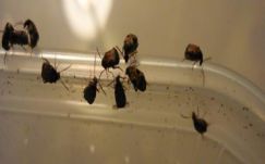 Sebestyén Mihály: Az európai zsizsik