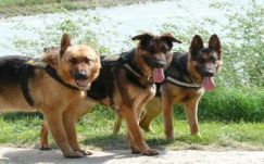 Marosvásárhelyre hozzák Európa legszebb kutyáit