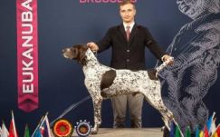 Szatmári német vizsla nyert Európa-bajnoki címet