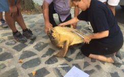 Tévedésből a román tengerparton kötött ki egy óriásteknős