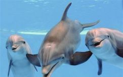 Először készült felvétel delfinek párbeszédéről