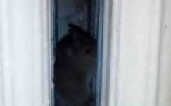 FRISSÍTVE: Egereket filmeztek egy nagyenyedi kórház kórtermeiben, az érintett osztályt bezárták