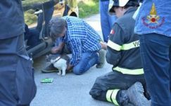 Egy hónappal az olasz földrengés után megtaláltak egy túlélő macskát