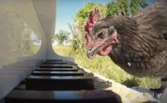 Tyúk a szólista egy francia zeneszerző legújabb művében