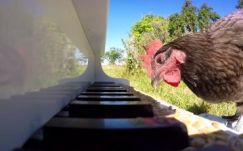 Mindennek eljön az ideje: itt a zongorázó tyúk