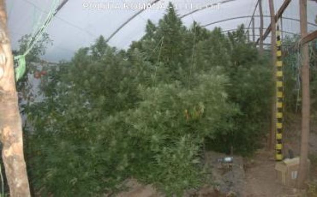 155 kilogramm marihuánára csaptak le a rendőrök egy Nagyvárad melletti ültetvényen