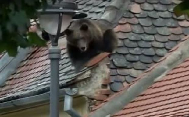 Három tüntetés is lesz Nagyszebenben a lelőtt medve miatt