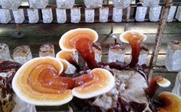 Kínai gyógygombák egy érszöllősi pincéből