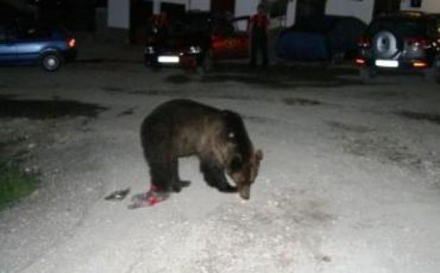 Medvetámadásban megsérült Brassó mellett egy amerikai turista