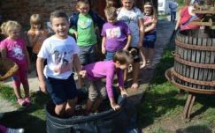 Lábbal taposták a szőlőt a szatmári gyerekek 