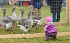 Falu a városban: mintagazdaságok és „állati” mókák Csíkszeredában