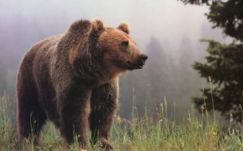 Hadat üzentek a medvéknek a székelyföldi tanácselnökök