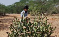 KISEBBSÉGBEN: Kis gesztusok, természetművészet, öko-avantgárd (4.)