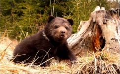 Visszaélést gyanítanak a nagyvadak kilövési kvótáinak meghatározása körül