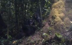 Először láthatjuk, hogyan tanítják kölykeiket a vadon élő csimpánzok