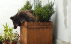 Petíciót kezdeményezett Hargita megye a medvekilövési kvóták ügyében