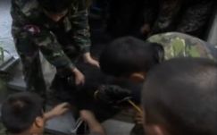 Brassóban élve sikerült befogni egy 300 kilós anyamedvét