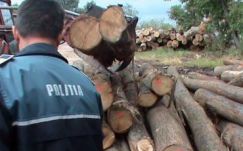 Szigorodik az erdészeti kihágások büntetése, a WWF elégedetlen