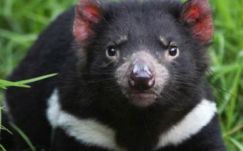 A tasmán ördög segíthet a szuperbaktériumok elleni harcban