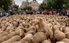 Birkák özönlötték el a madridi utcákat