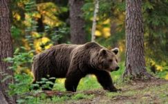 A medve ne legyen védett állat Hargita megyében – javasolja Borboly Csaba