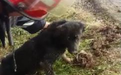 Kutyát mentettek Nagyvárad mellett a tűzoltók