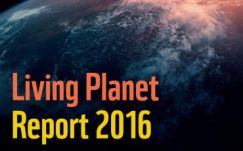 Drasztikus mértékben csökkentek az állatfajok populációi