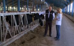 TBC-fertőzés miatt rengeteg marhát vágnak le Maros megyében