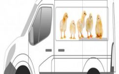 Papp Sándor Zsigmond: Pornósztárok ünnepe