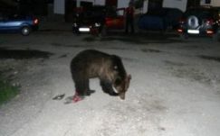 Medvetámadásban megsérült Brassó mellett egy amerikai turista