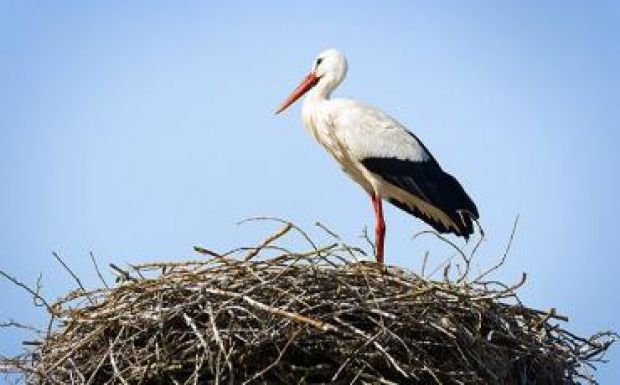Sáskajárás állította meg a gólyákat