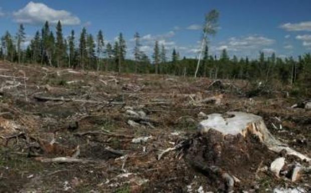 Ingyenes védelmet kérhetnek a tulajdonosok erdeikre