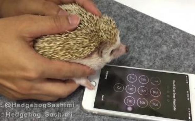 Biztonságos telefont akar? Használjon sündisznót!