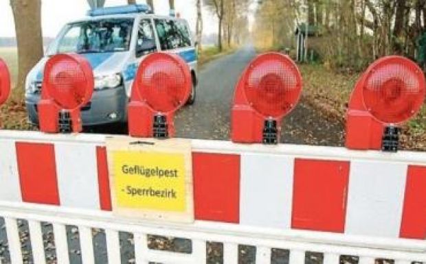 Terjed a madárinfluenza-járvány Németországban