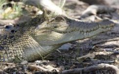 Túlélte a krokodiltámadást egy dán turista Ausztráliában